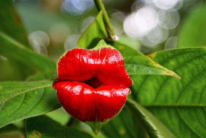 Hooker%E2%80%99s-Lips-Psychotria-Elata-17-Flowers-That-Look-Like-Something-Else.jpg